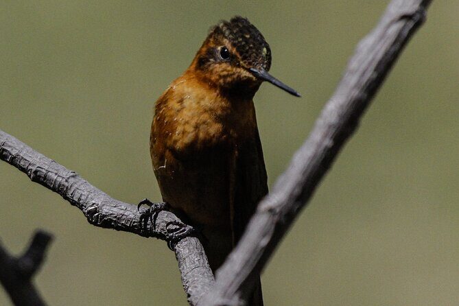 Private Tour to spotting condors at Antisana volcano all included - Why This Tour Offers Excellent Value