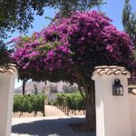 Private Tour to Viña Santa Rita - Who Will Love This Tour?