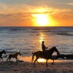 Private tours and transfer Costa Rica - Why Choose a Private Tour in Tamarindo?