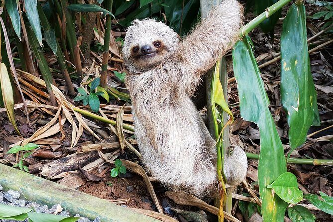 Private tours to Rio Celeste Waterfall and Sloths Sanctuary. - Who Should Consider This Tour?