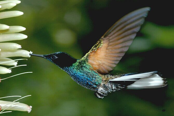 Private Transfers / Discover Mindo: Full Day of Adventure Tour - The Sum Up