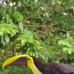 Private Transportation to La Fortuna from Guanacaste Airport - The Sum Up