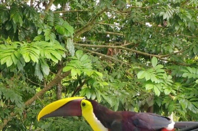 Private Transportation to La Fortuna from Guanacaste Airport - The Sum Up