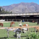 Private Valparaiso, Nautic Visit Penguins Island & Horse Riding - Authentic Experiences That Stand Out