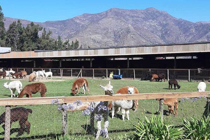 Private Valparaiso, Nautic Visit Penguins Island & Horse Riding - Authentic Experiences That Stand Out