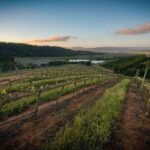 Private Valparaiso, Visit Kingston Winery & Transfer to Hotel - What to Expect at Kingston Winery