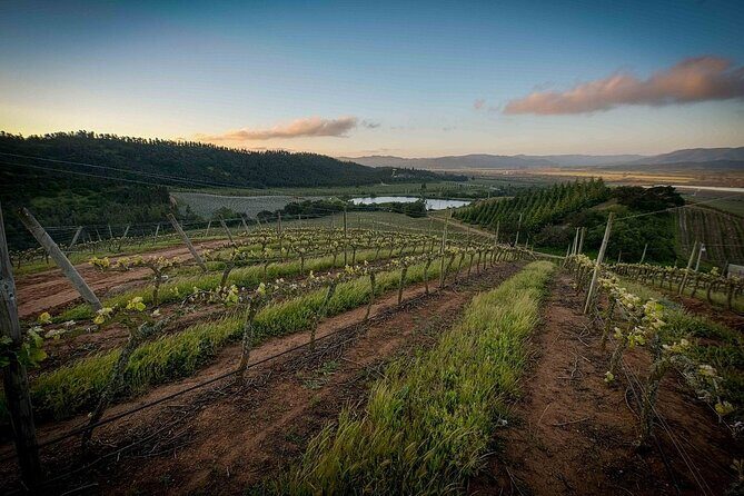 Private Valparaiso, Visit Kingston Winery & Transfer to Hotel - What to Expect at Kingston Winery