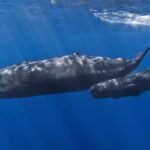 Private Whale and Dolphin Whale Watching Boat Tour - Setting the Scene: What to Expect on Your Marine Adventure