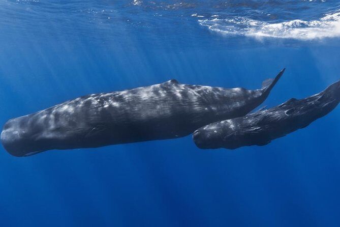 Private Whale and Dolphin Whale Watching Boat Tour - Setting the Scene: What to Expect on Your Marine Adventure