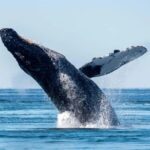 Private: Whale-Watching & Beach Escape from Punta Cana - Who Will Love This Tour?