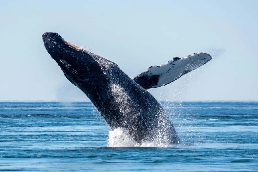 Private: Whale-Watching & Beach Escape from Punta Cana - Who Will Love This Tour?