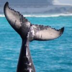 Private Whale Watching Charter (Grand Turk) - Final Thoughts: Is It Worth It?