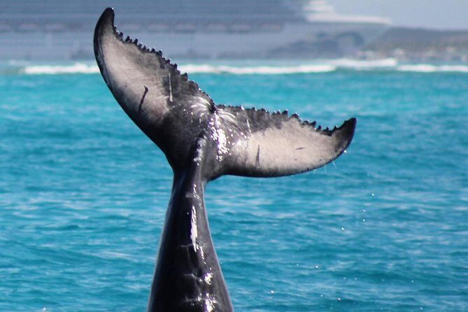 Private Whale Watching Charter (Grand Turk) - Final Thoughts: Is It Worth It?