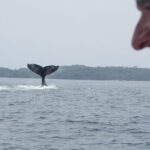 Private Whale Watching Tour  27ft Proline | Pearl Islands - The Itinerary in Detail
