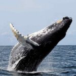 Private Whale Watching Tour in Samaná Bay from Samaná with Lunch - The Dominican Lunch – Savor Local Flavors