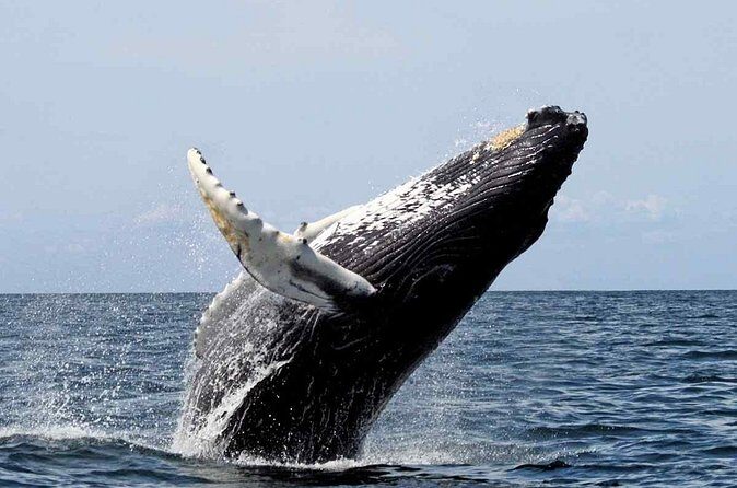 Private Whale Watching Tour in Samaná Bay from Samaná with Lunch - The Dominican Lunch – Savor Local Flavors