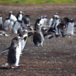 Private Wild Shores Tour: Penguins, Elephant Seals & Stanley - A Deep Dive into the Falkland Islands Wildlife and Scenery