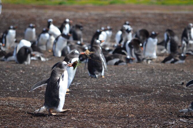 Private Wild Shores Tour: Penguins, Elephant Seals & Stanley - A Deep Dive into the Falkland Islands Wildlife and Scenery