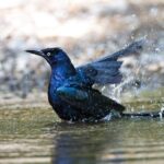 Private Wildlife Tour in Avellanas Beach - What’s Included and What’s Not