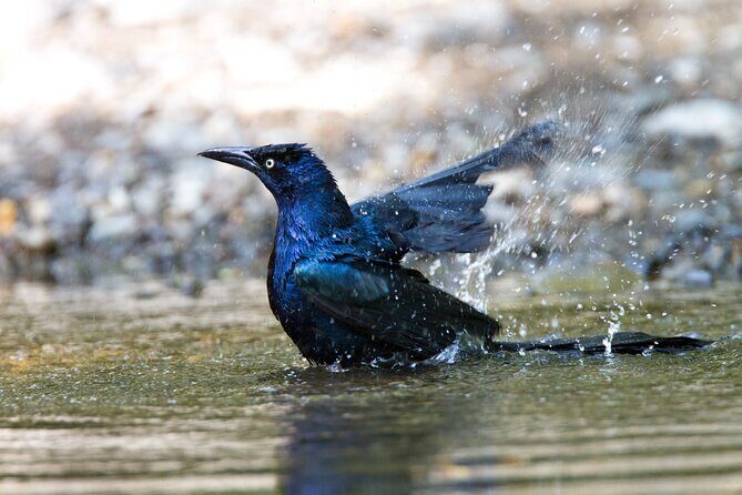 Private Wildlife Tour in Avellanas Beach - What’s Included and What’s Not