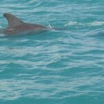 [PRIVATE] YS Falls, Black River, Pelican Bar - Entrance & Lunch - Final thoughts: Who will love this tour?