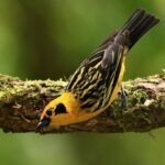 Professional Birdwatching tour in Mindo(Toucans,Tanagers,etc) - Why Birdwatchers and Nature Lovers Will Love This Tour