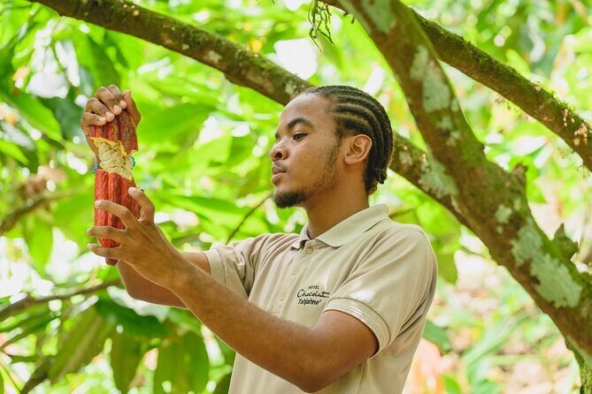 Project Chocolat Tree to Bar Tour at Hotel Chocolat Saint Lucia - The Details of the Chocolate Tour