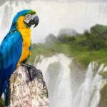 Puerto Iguazu: Iguaza Falls Brazilian Side & Bird Park Tour - In-Depth Review of the Tour Experience