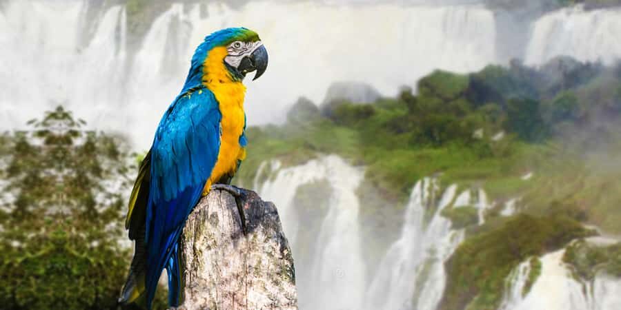 Puerto Iguazu: Iguaza Falls Brazilian Side & Bird Park Tour - In-Depth Review of the Tour Experience