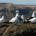 Puerto Madryn: Bird Watching - Key Points
