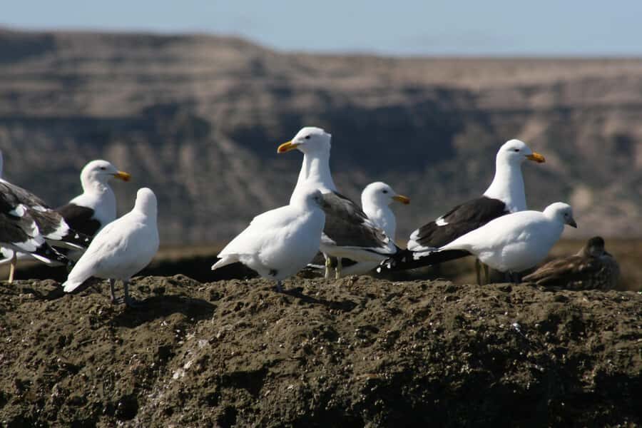 Puerto Madryn: Bird Watching - Key Points