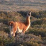Puerto Madryn: Excursion to Peninsula Valdes Classic - An In-Depth Look at the Peninsula Valdés Tour