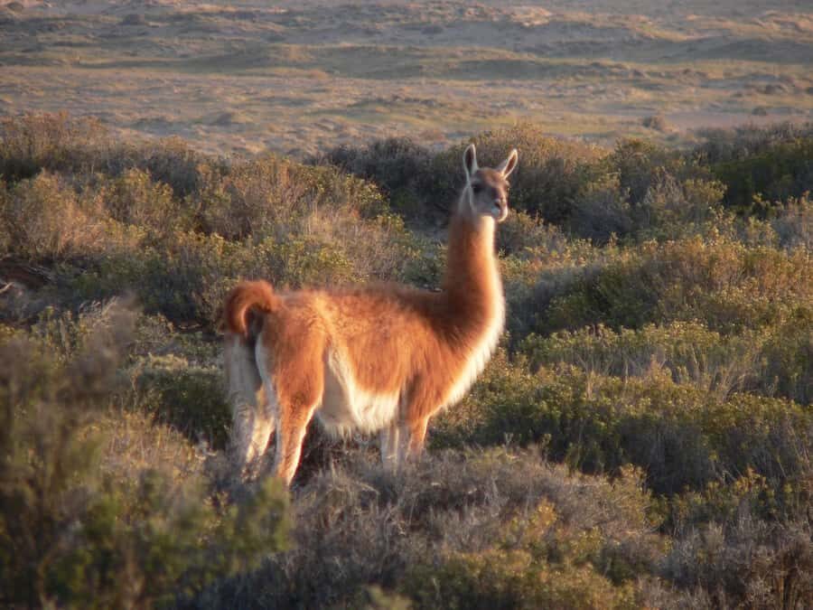 Puerto Madryn: Excursion to Peninsula Valdes Classic - An In-Depth Look at the Peninsula Valdés Tour