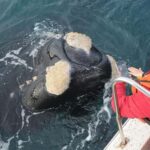 Puerto Madryn: Península Valdés Day Tour with Whale Watching - Who Should Consider This Tour?