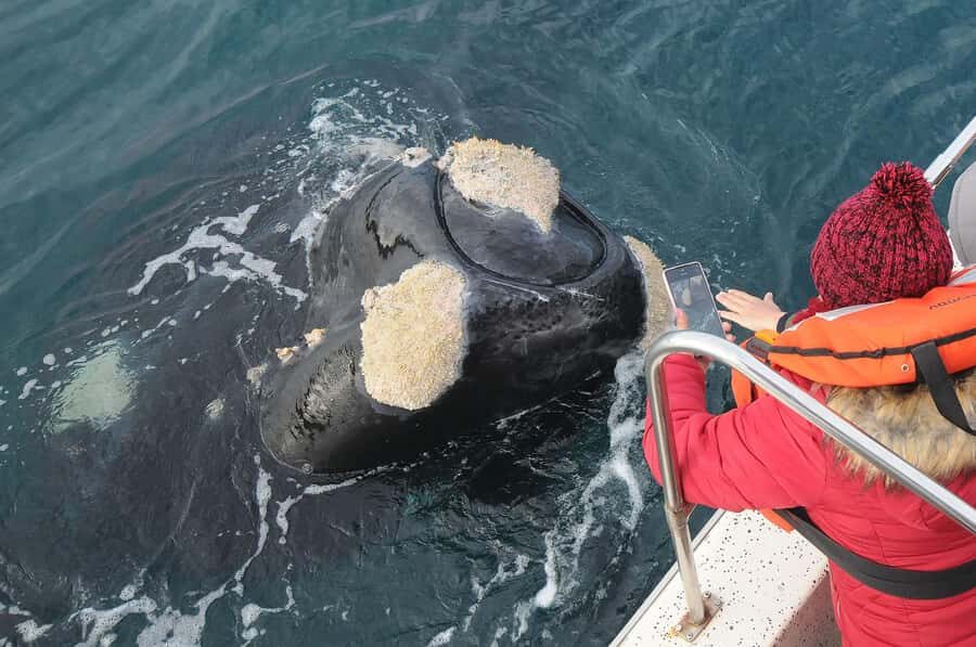 Puerto Madryn: Península Valdés Day Tour with Whale Watching - Who Should Consider This Tour?