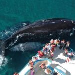 Puerto Madryn: Peninsula Valdes National Park Day Trip - The Sum Up