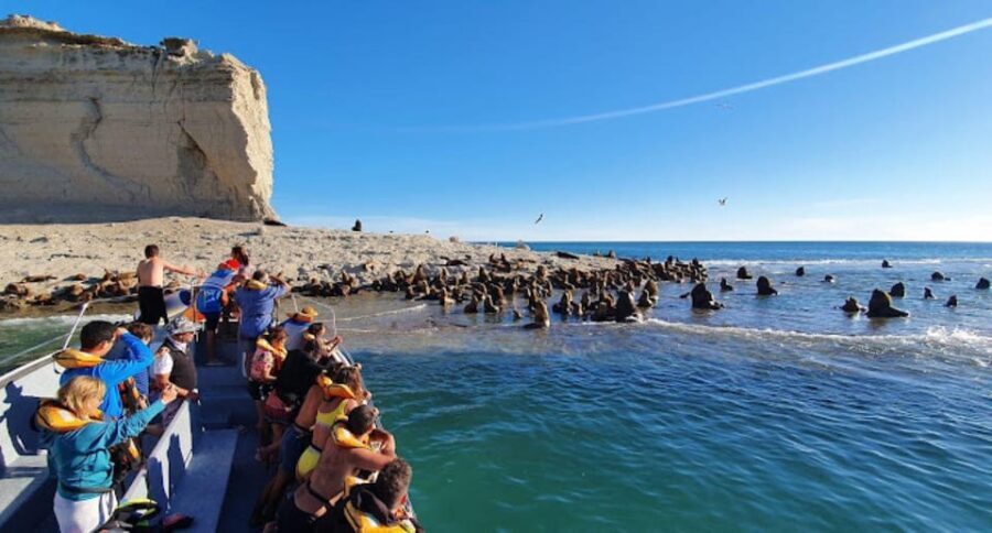 Puerto Madryn: Peninsula Valdes Tour with Whale Watching - Authentic Moments from Travelers