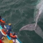 Puerto Madryn: Península Valdes with optional Whale Watching - Analyzing the Value