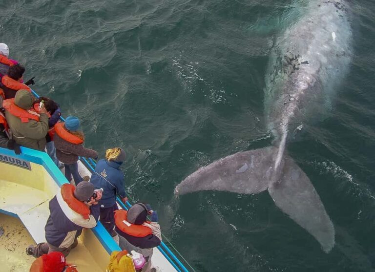 Puerto Madryn: Península Valdes with optional Whale Watching - Analyzing the Value