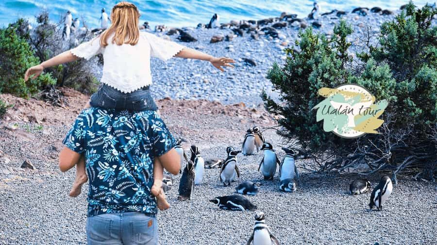 Puerto Madryn: Punta Tombo Shore Excursion for Cruise Guests - Detailed Review of the Punta Tombo Shore Excursion