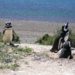 Puerto Madryn Shore Excursion: Private Day Trip to Punta Tombo Penguin Colony - Weighing the Value