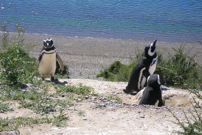 Puerto Madryn Shore Excursion: Private Day Trip to Punta Tombo Penguin Colony - Weighing the Value