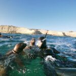 PUERTO MADRYN , SNORKELING WITH SEA LIONS - A Detailed Look at the Puerto Madryn Sea Lion Snorkeling Tour