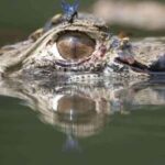 Puerto Maldonado: 2-Day Amazon Jungle Tour with Meals - Why This Tour Is Worth It