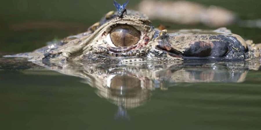 Puerto Maldonado: 2-Day Amazon Jungle Tour with Meals - Why This Tour Is Worth It