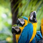 Puerto Maldonado: 4-day Tambopata National Reserve - The Practical Side: What to Expect and Tips