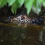 Puerto Maldonado: 4-Day Tambopata Rainforest Tour - Practical Details and What to Expect