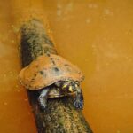 Puerto Maldonado: 4D adventure through the Amazon rainforest - Practical Details and Value