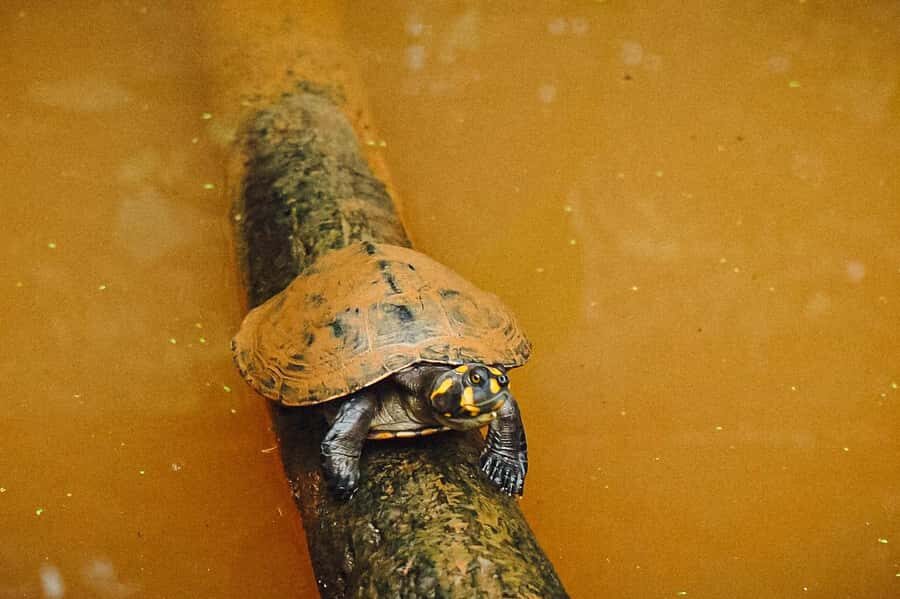 Puerto Maldonado: 4D adventure through the Amazon rainforest - Practical Details and Value