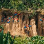Puerto Maldonado: Chuncho Macaw Clay Lick Tour - A Detailed Look at the Chuncho Clay Lick Tour